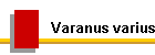 Varanus varius