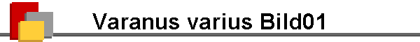 Varanus varius Bild01
