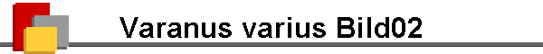 Varanus varius Bild02