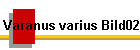 Varanus varius Bild02