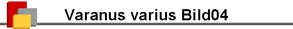 Varanus varius Bild04