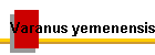 Varanus yemenensis
