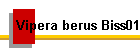 Vipera berus Biss01